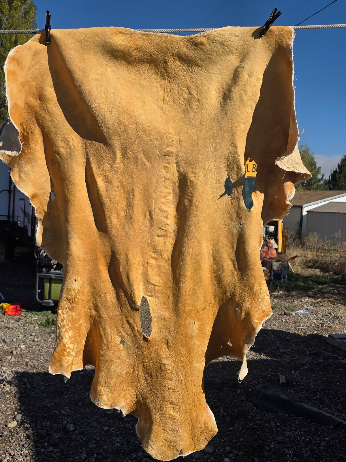51x50 elk hide